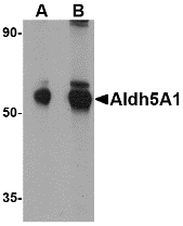 Antibody product image